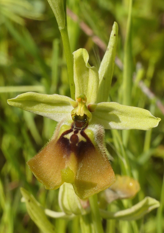 Ophrys lacaitae tra introgressioni e forme ibride  Molise 2023.